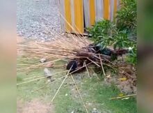 Duas pessoas são mortas a flechadas em conflito entre clãs na Indonésia
