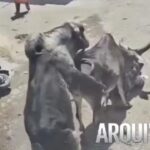 "Muitas coisas em um só vídeo": motociclista é atacado por vaca, touro cruza com ela em cima do homem, e ajudante ainda acerta pedra na cabeça da vítima 1QttlXbs6Tks_640x360