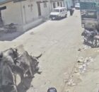 “Muitas coisas em um só vídeo”: motociclista é atacado por vaca, touro cruza com ela em cima do homem, e ajudante ainda acerta pedra na cabeça da vítima