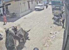 “Muitas coisas em um só vídeo”: motociclista é atacado por vaca, touro cruza com ela em cima do homem, e ajudante ainda acerta pedra na cabeça da vítima