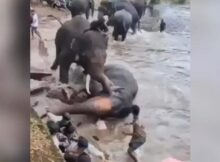 Turista de 33 anos morre esmagada por elefante durante briga entre animais em santuário na Índia; governo proíbe contato com os bichos