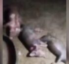Animais são encontrados mortos e mutilados, e populares acreditam em ataque de lobisomem