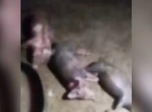 Animais são encontrados mortos e mutilados, e populares acreditam em ataque de lobisomem